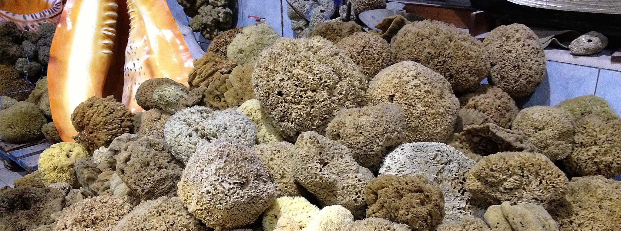 sea sponges at the Old Port Center