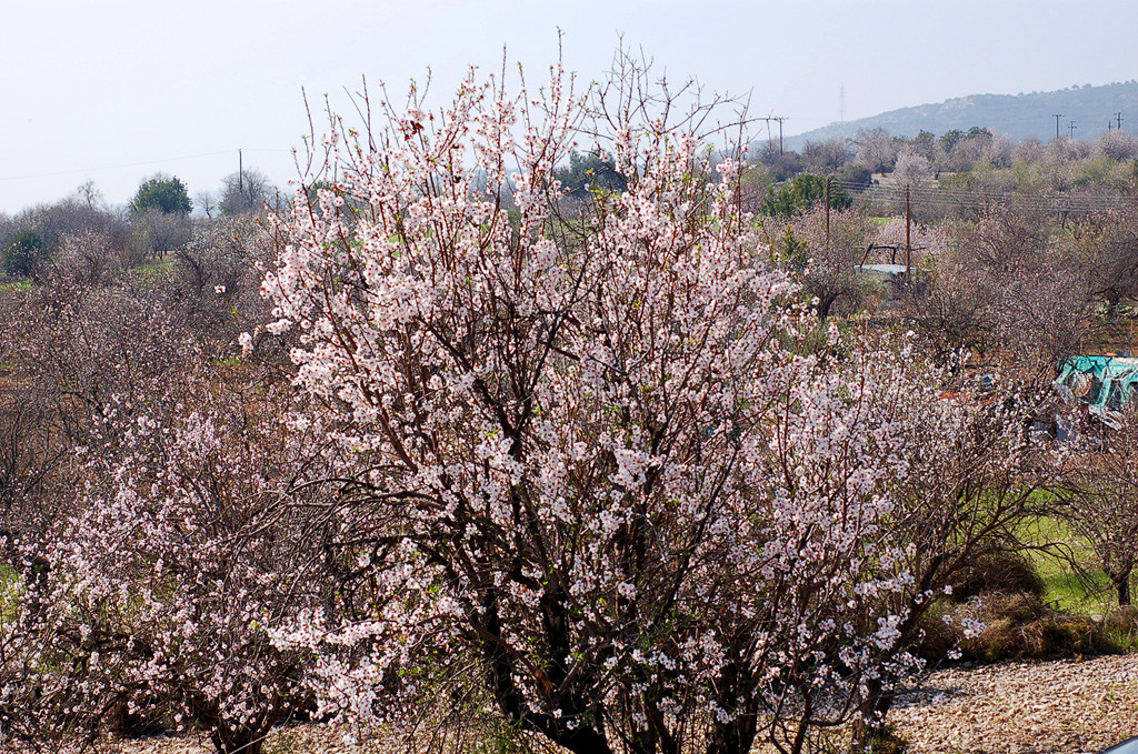 almond trees blooming