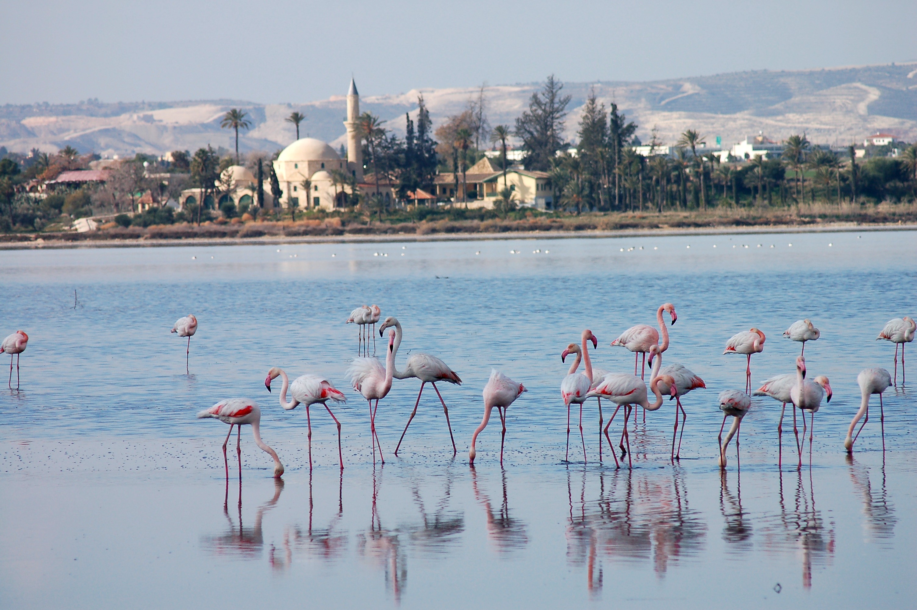 Фламинго прилетают на остров с первыми декабрьскими дождями и возвращаются ...
